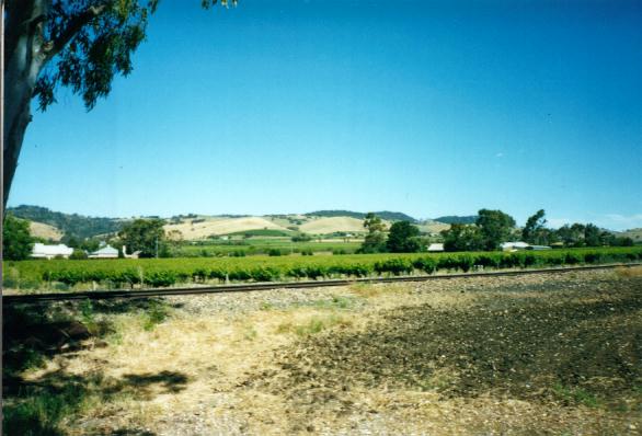 Barossa Valley view